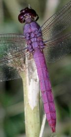 Orthemis ferruginea male