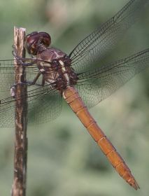 Orthemis ferruginea immature male