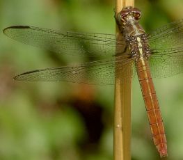 Orthemis ferruginea female