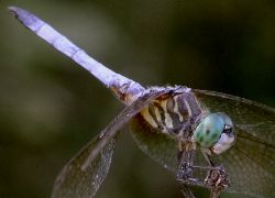 Pachydiplax longipennis male