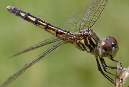 Pachydiplax longipennis immature female