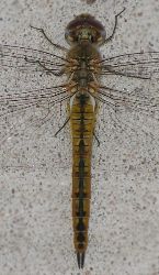 Pantala flavescens female