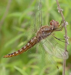 Pantala hymenaea immature male