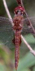 Pantala hymenaea male