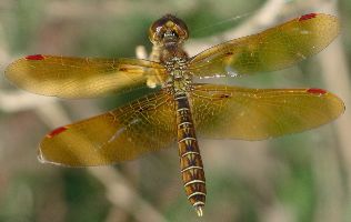 Perithemis tenera male