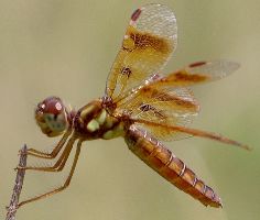 Perithemis tenera female