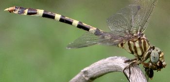 Phyllogomphoides stigmatus female