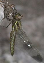 freshly molted female Plathemis lydia