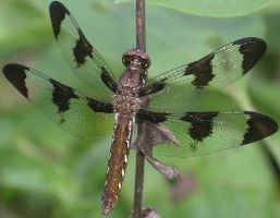 Plathemis lydia female