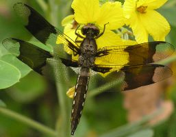 Plathemis lydia immature male