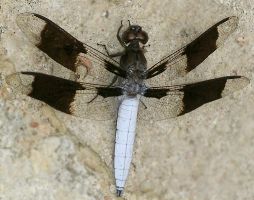 Plathemis lydia male