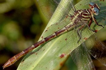 Stylurus plagiatus female