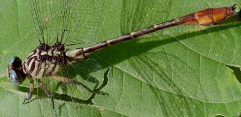 Stylurus plagiatus male