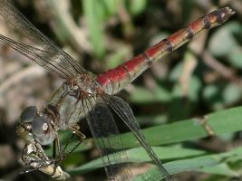 Sympetrum ambiguum female