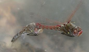 Sympetrum corruptum ovipositing in tandem