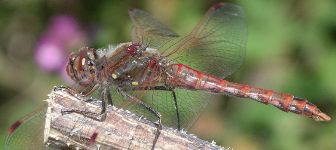 Sympetrum corruptum male