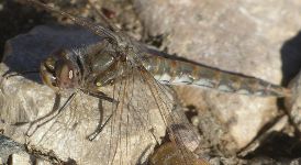 Sympetrum corruptum female