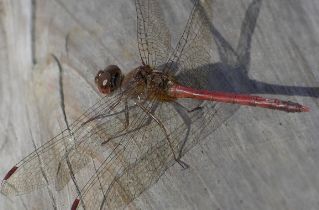 Sympetrum vicinum male