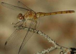 Sympetrum vicinum female