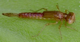 Telebasis salva male nymph