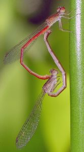 Telebasis salva mating