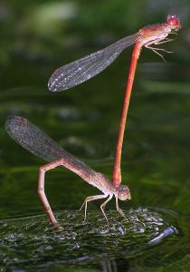 Telebasis salva ovipositing in tandem