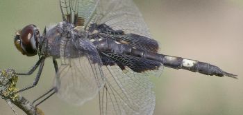 Tramea lacerata female