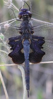 Tramea lacerata male