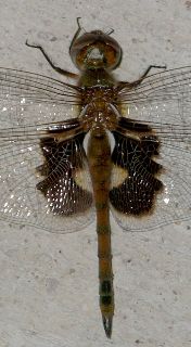 Tramea onusta female