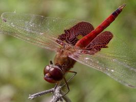 Tramea onusta male