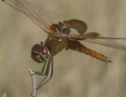 Tramea onusta immature male