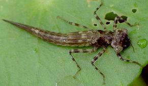 unidentified pond damsel nymph