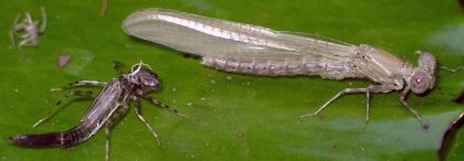 newly emerged adult unidentified pond damsel