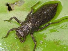 Libellulidae Larvae