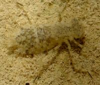 skimmer larva