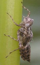 skimmer exuviae