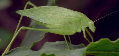 Amblycorypha oblongifolia female