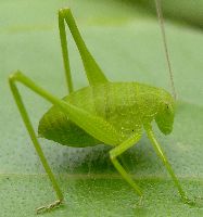 Amblycorypha species nymph