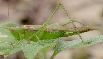 Conocephalus fasciatus female