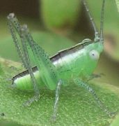 Conocephalus strictus nymph