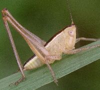 Conocephalus strictus nymph