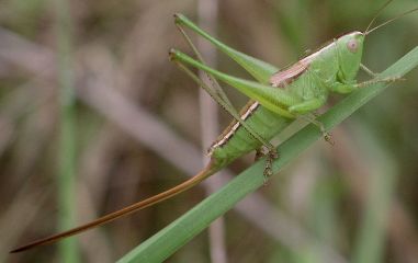 Conocephalus strictus female