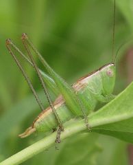 Conocephalus strictus male