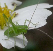 Dichopetala catinata nymph