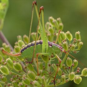 Dichopetala catinata female