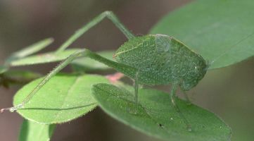 Microcentrum rhombifolium nymph