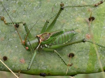 Neobarrettia spinosa male