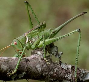 Neobarrettia spinosa female