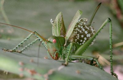 Neobarrettia spinosa female defensive display
