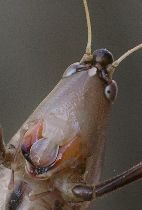 Neoconocephalus triops